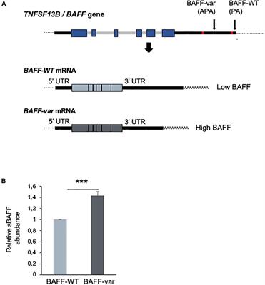 Evolutionarily Selected Overexpression of the Cytokine BAFF Enhances Mucosal Immune Response Against P. falciparum